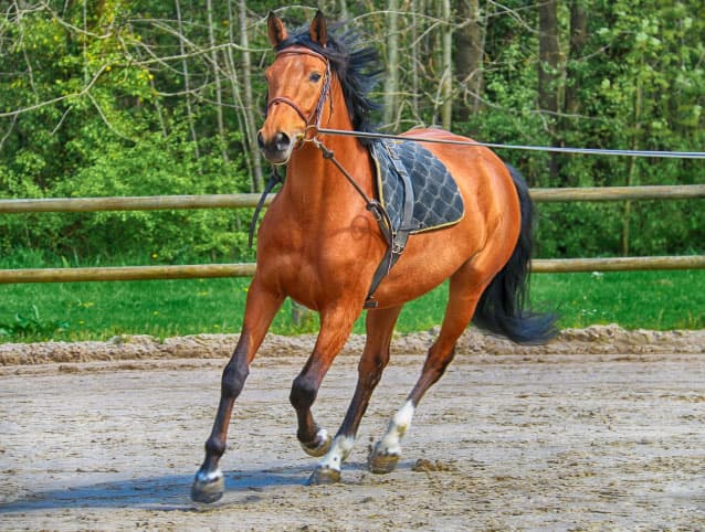 cheval / poney